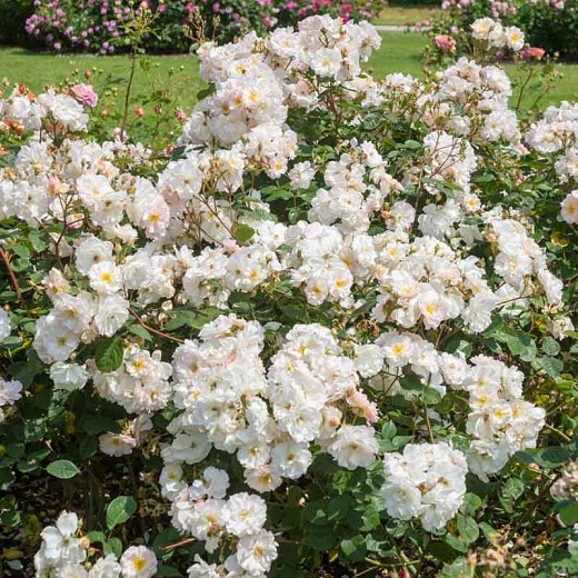 Rosa Penelope, Rose Penelope, Hybrid musk Penelope, agm roses, Fragrant roses, Shrub roses, Pink roses